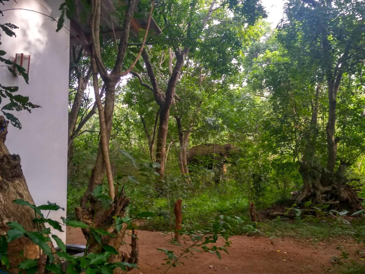 Grand Freedom Bed & Breakfast Sigiriya Exterior photo